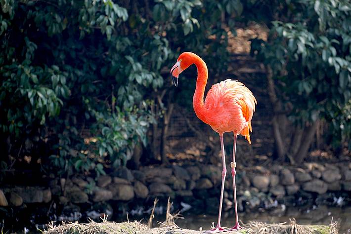 Flamingo Zoo Salzburg Familienurlaub