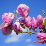 Magnolienblüten mit dem Himmel im Hintergrund