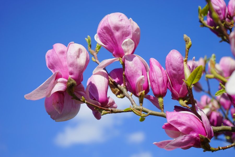 Magnolienblüten mit dem Himmel im Hintergrund