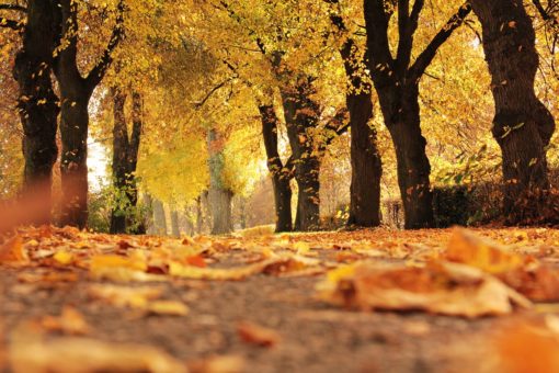 Salzburg Spaziergänge im Herbst