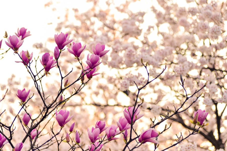 Magnolienblüten im Frühling