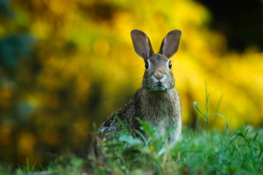 Ideen für Ostern in Salzburg Osterhase auf der Wiese