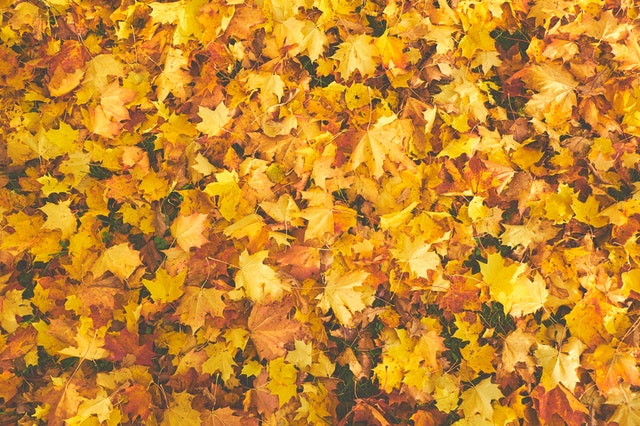 10 Dinge, die du im Herbst in Salzburg erleben solltest Foto von goldgelbem Laub