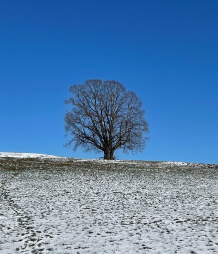 Gschirrnlinde